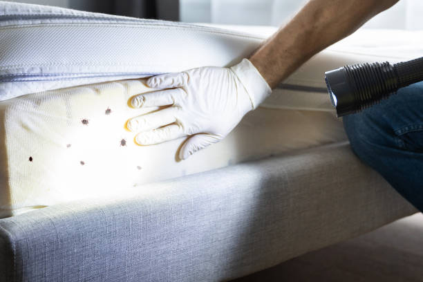 Best Pest Inspection Near Me  in Huntington, TX