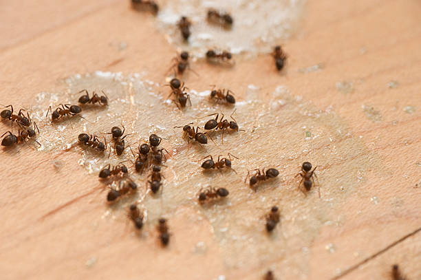 Best Pest Control Cost  in Huntington, TX