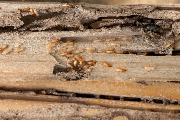 Best Bed Bug Extermination  in Huntington, TX